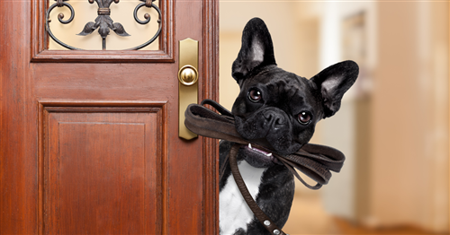 AVVISO - Conduzione e custodia dei cani sul territorio comunale